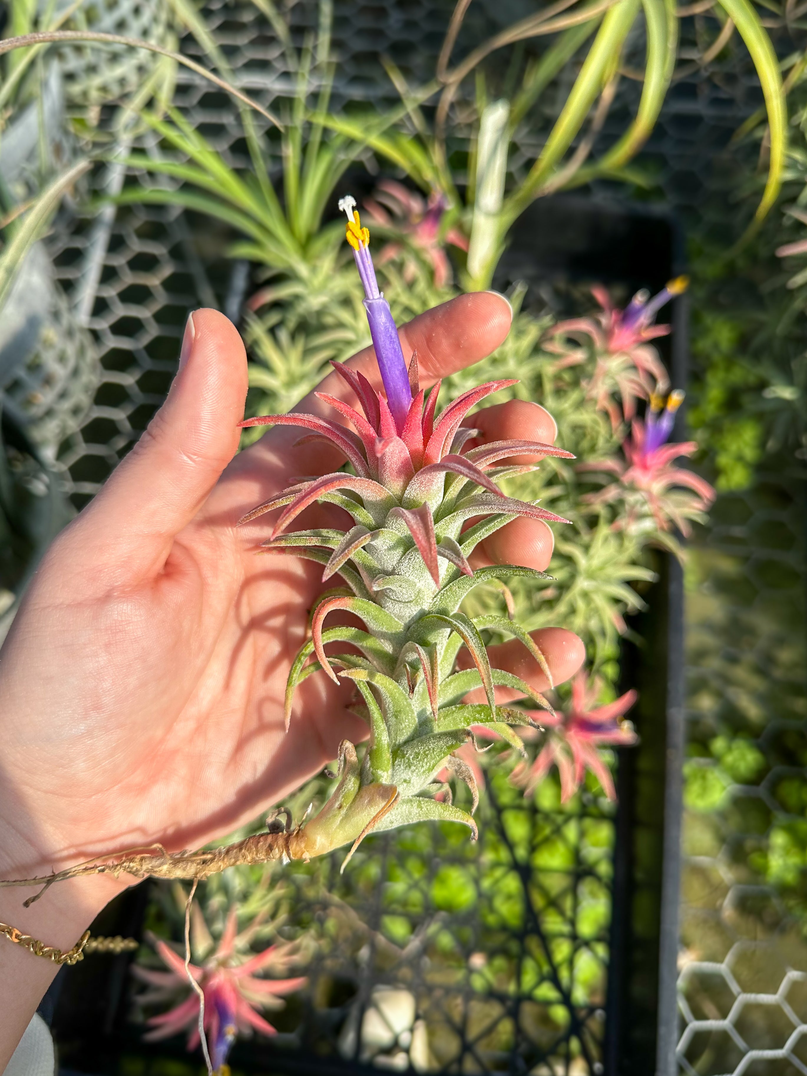 Tillandsia Vanhyningii Air Plant