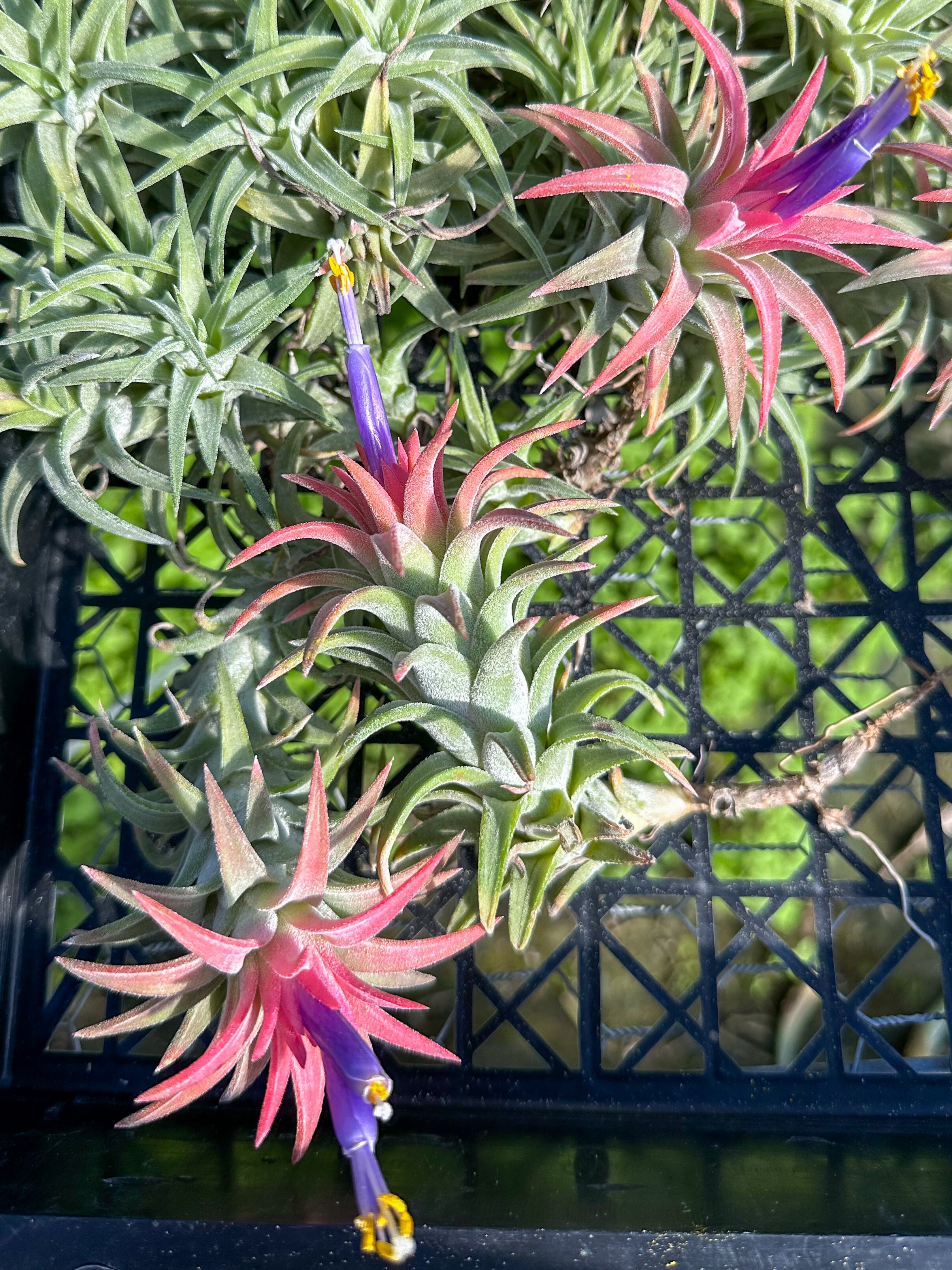 Tillandsia Vanhyningii Air Plant