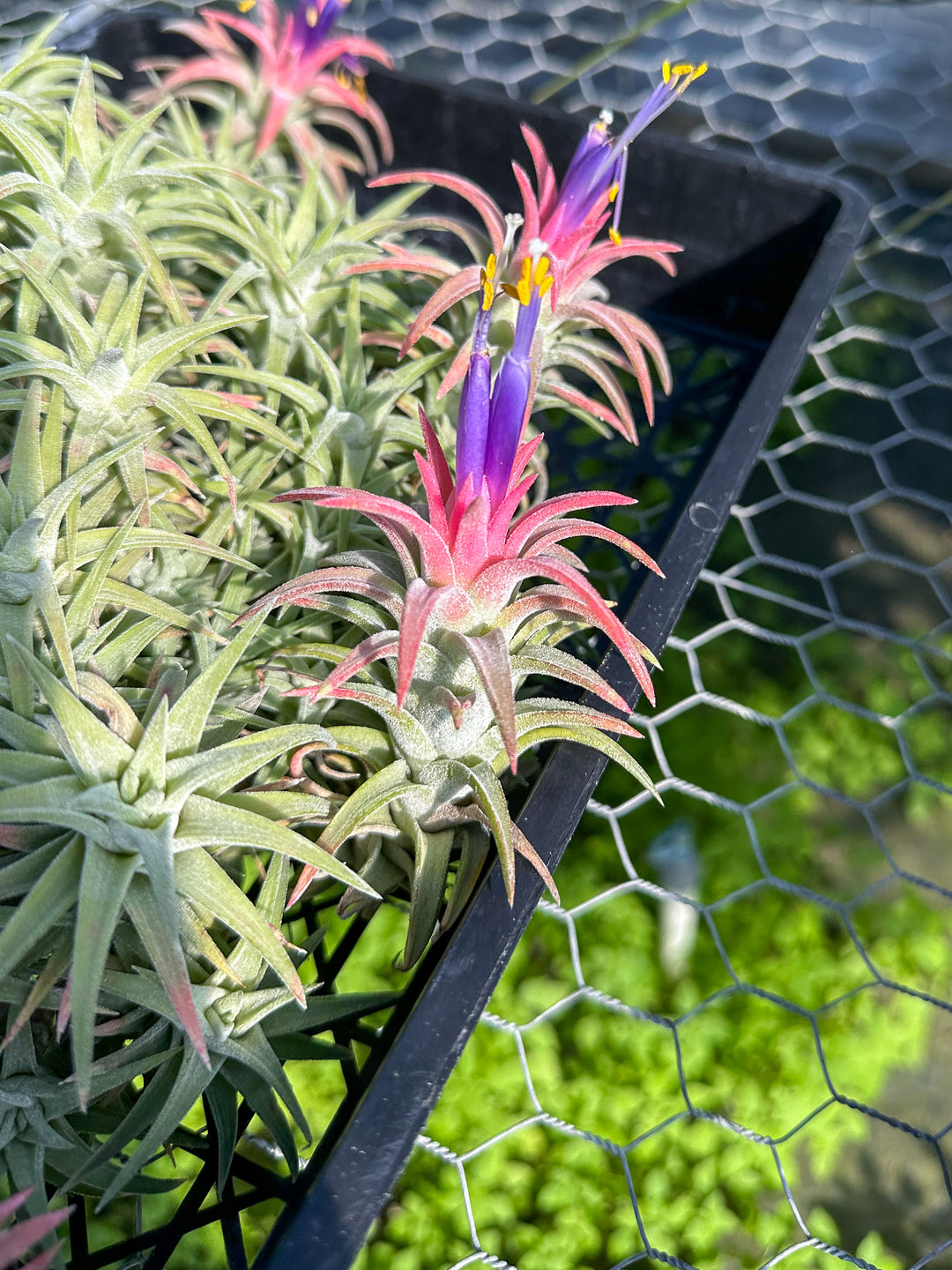 Tillandsia Ionantha Vanhyningii Air Plant
