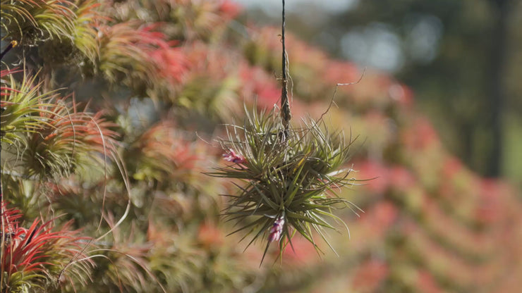 eclipse air plant Tillandsia Tenuifolia Air Plant Clumps