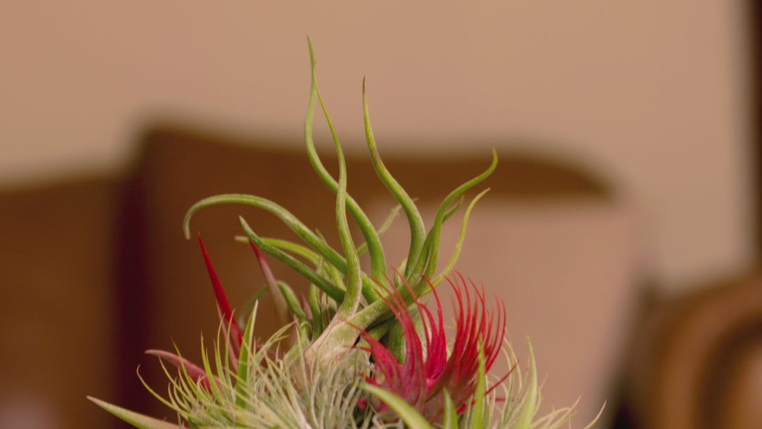 PRE-ORDER: 12 Inch Tall Handmade Air Plant Christmas Tree with 50 Living Tillandsias