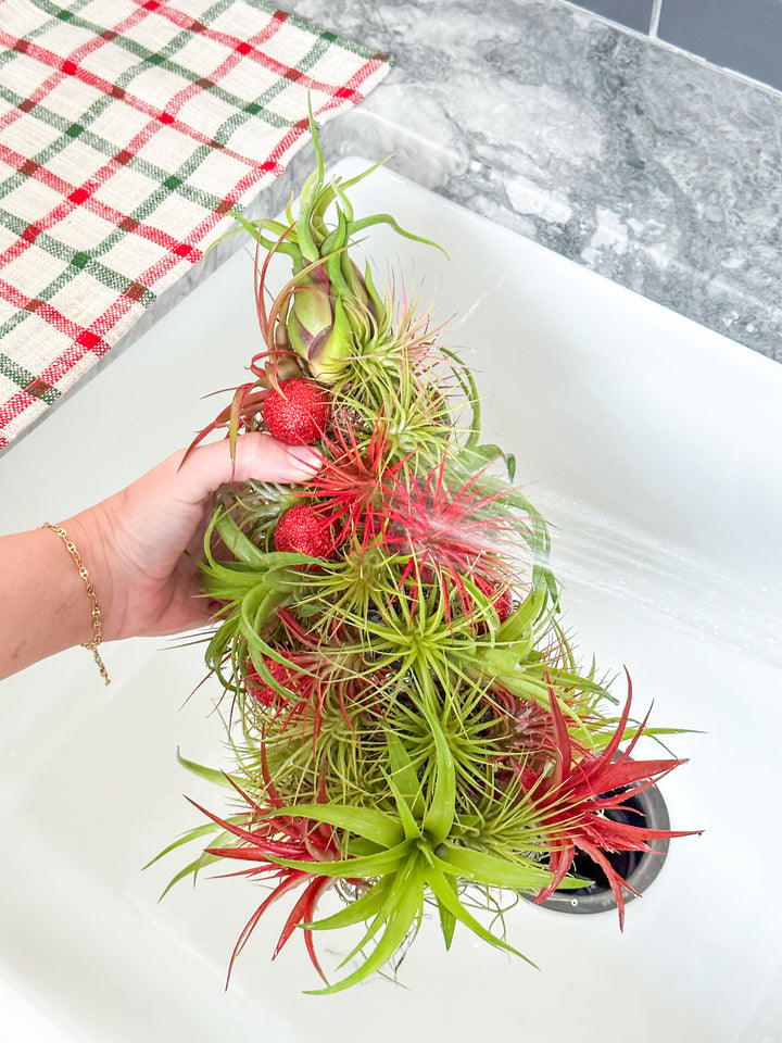 PRE-ORDER: 12 Inch Tall Handmade Air Plant Christmas Tree with 50 Living Tillandsias
