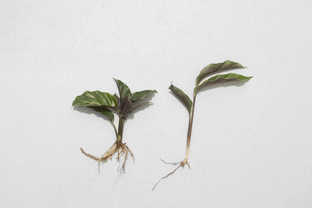prayer plant cutting propagation Wholesale