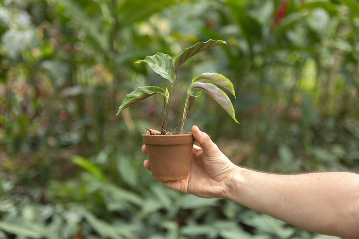 prayer bean plant Wholesale