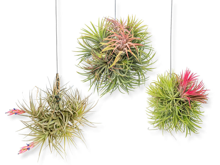Set of 3 Hanging Tillandsia Clusters Combo Pack