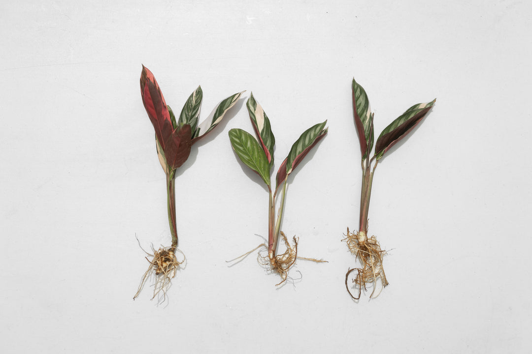 propagate prayer plant cuttings Wholesale