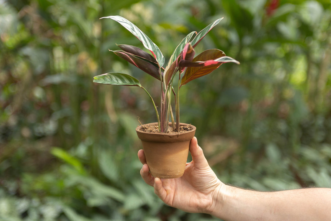 calathea types of prayer plants Wholesale