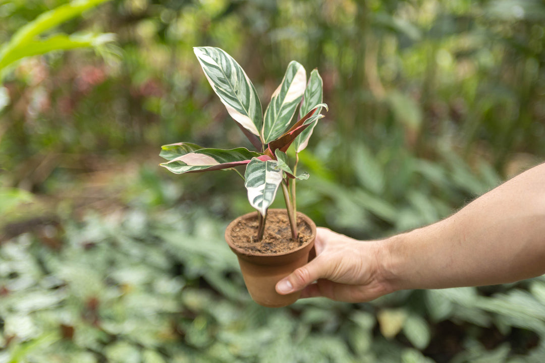tri color prayer plant Wholesale