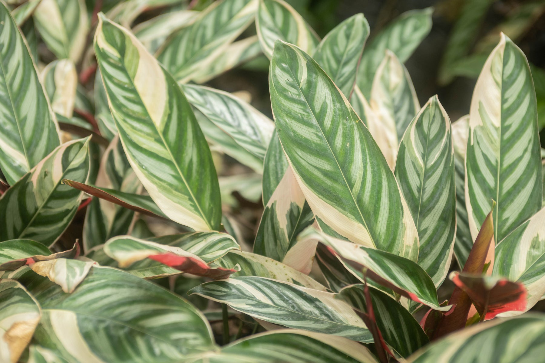 ctenanthe prayer plant Wholesale