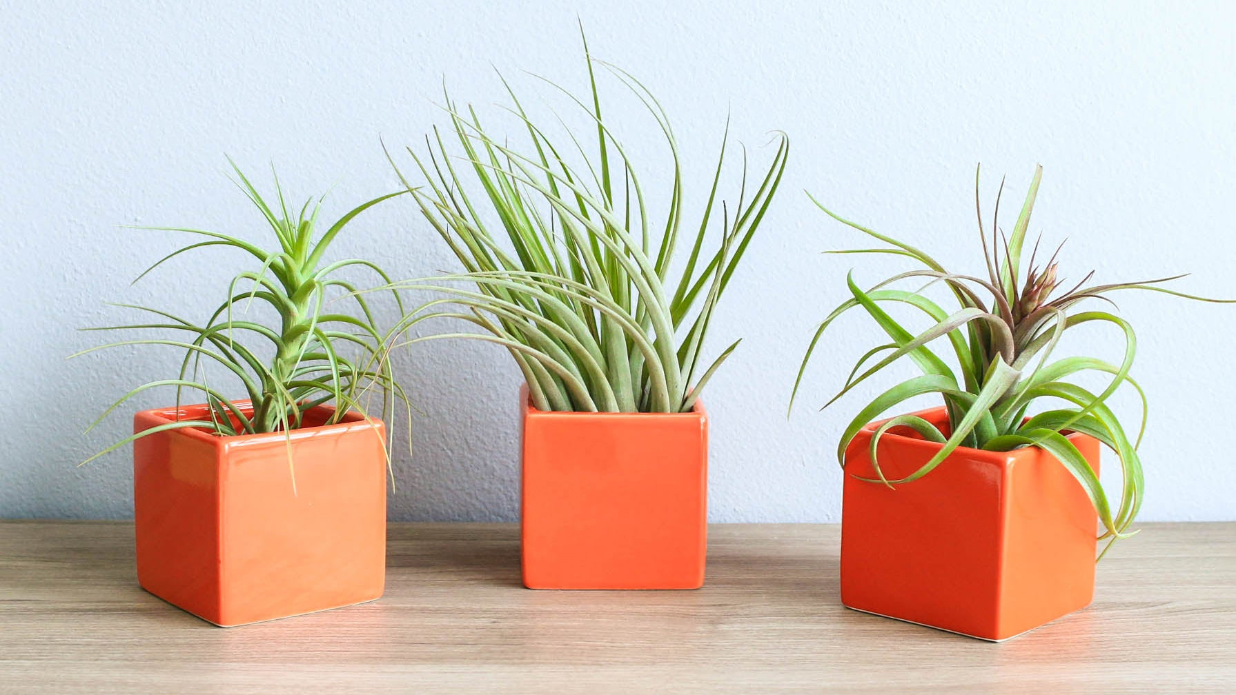 Tillandsia Ionantha – Air Plant Supply Co.