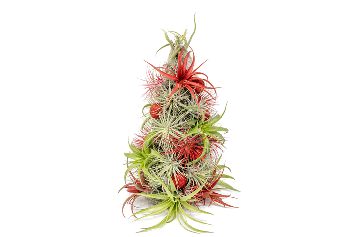 PRE-ORDER: 12 Inch Tall Handmade Air Plant Christmas Tree with 50 Living Tillandsias