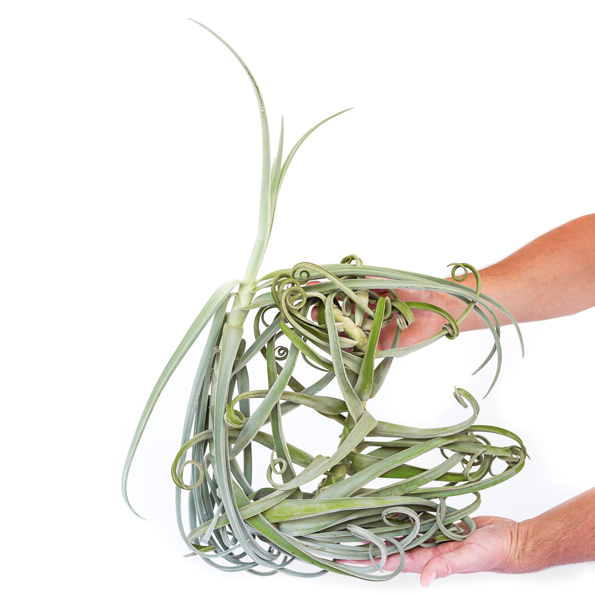 Tillandsia Duratii - Multiple Sizes - Limited Quantities