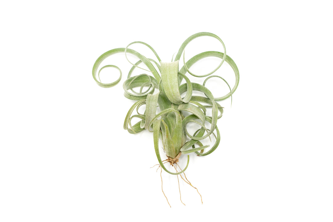 Wholesale - Tillandsia Curly Slim (T. Intermedia x T. Streptophylla) Air Plant - Large Variant
