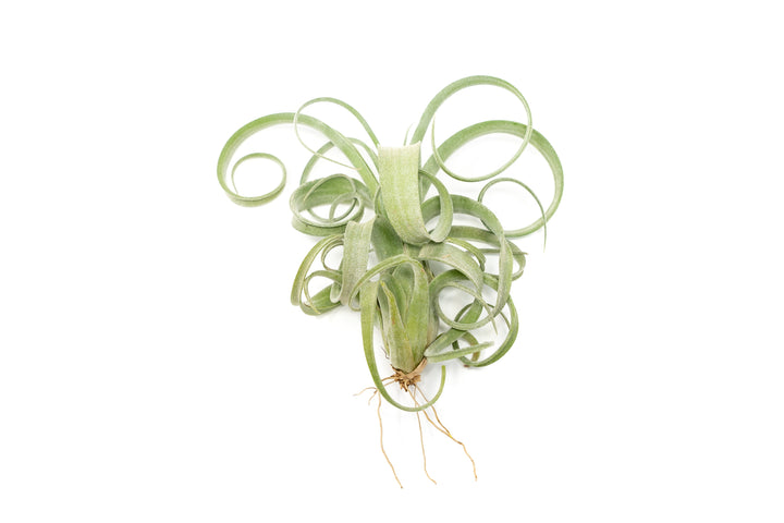 Wholesale - Tillandsia Curly Slim (T. Intermedia x T. Streptophylla) Air Plant - Large Variant