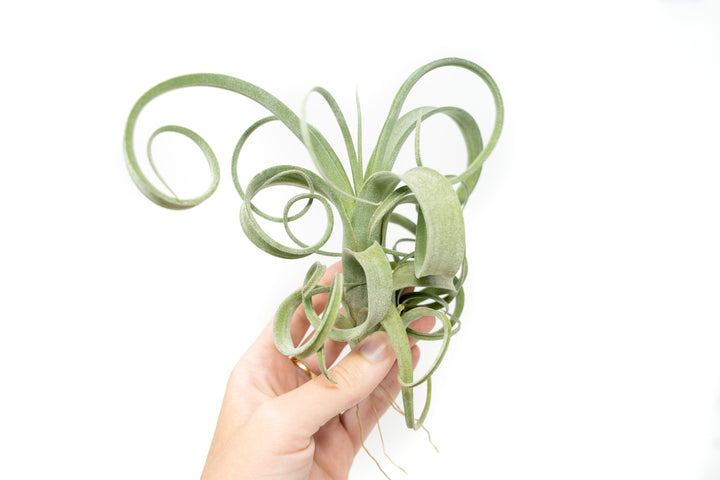 Wholesale - Tillandsia Curly Slim (T. Intermedia x T. Streptophylla) Air Plant - Large Variant