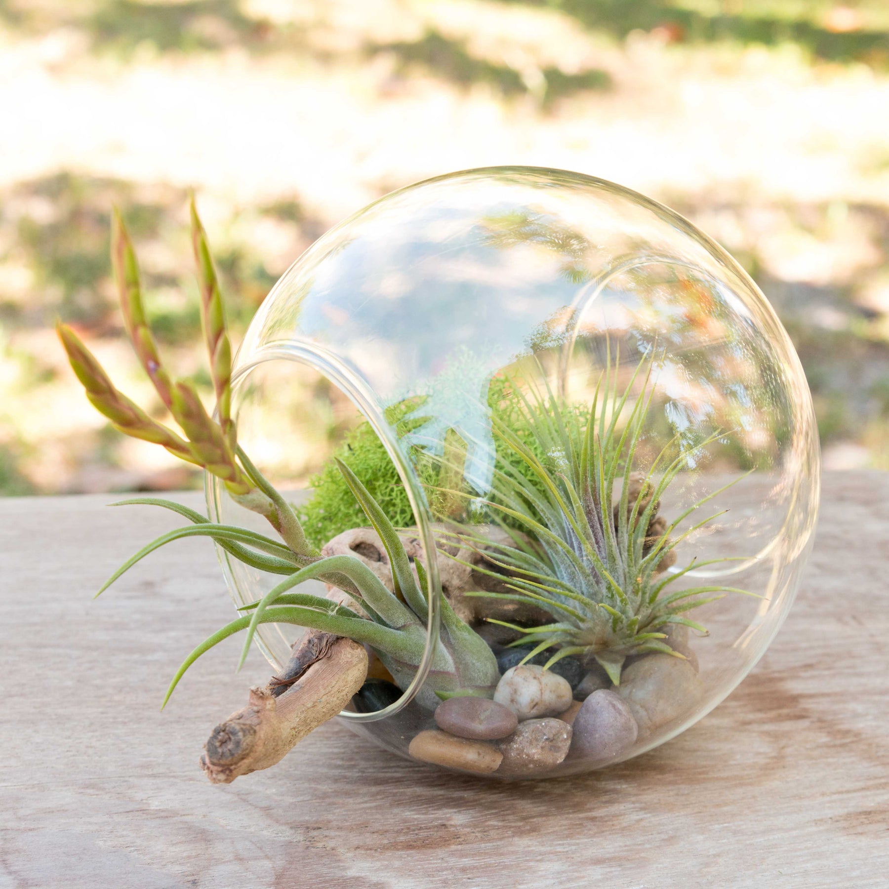 air plant starter kit Educational DIY Terrarium Kit with Caput Medusa, Ionantha and Downloadable Lesson Plan + Activities