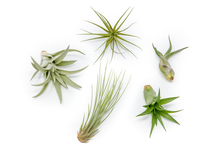 tillandsia harrisii, juncea, abdita, caput medusae, and tenuifolia air plants