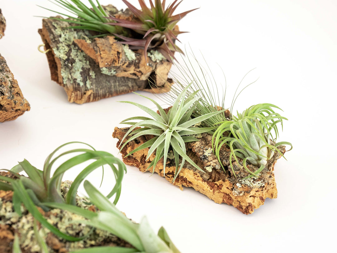 small cork bark display with three assorted tillandsia air plants