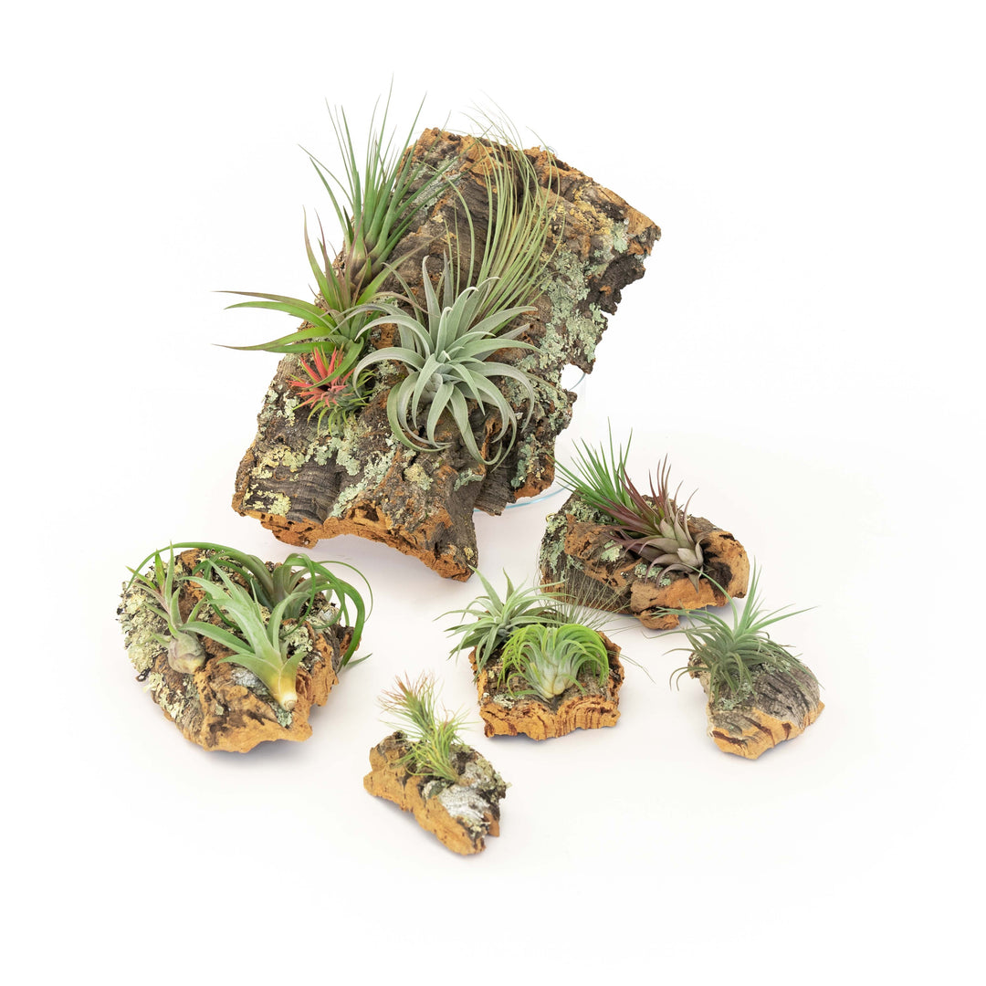 Wholesale Medium Cork Bark Display with Tillandisa Mini Xerographica -  Approximately 7 X 9 Inches
