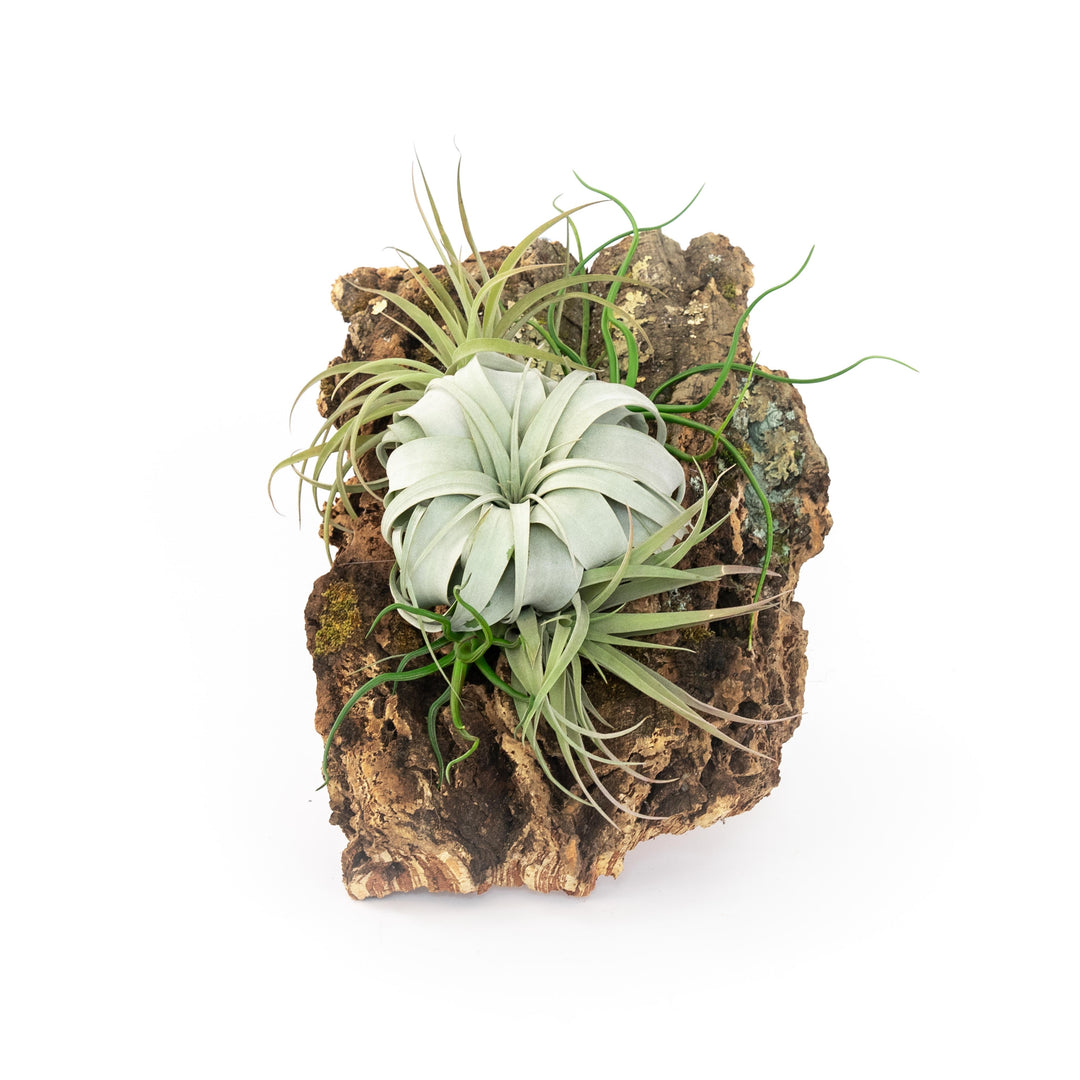 air plant supply company Large Cork Bark Display with 5 Tillandsia Air Plants & Waterproof Glue