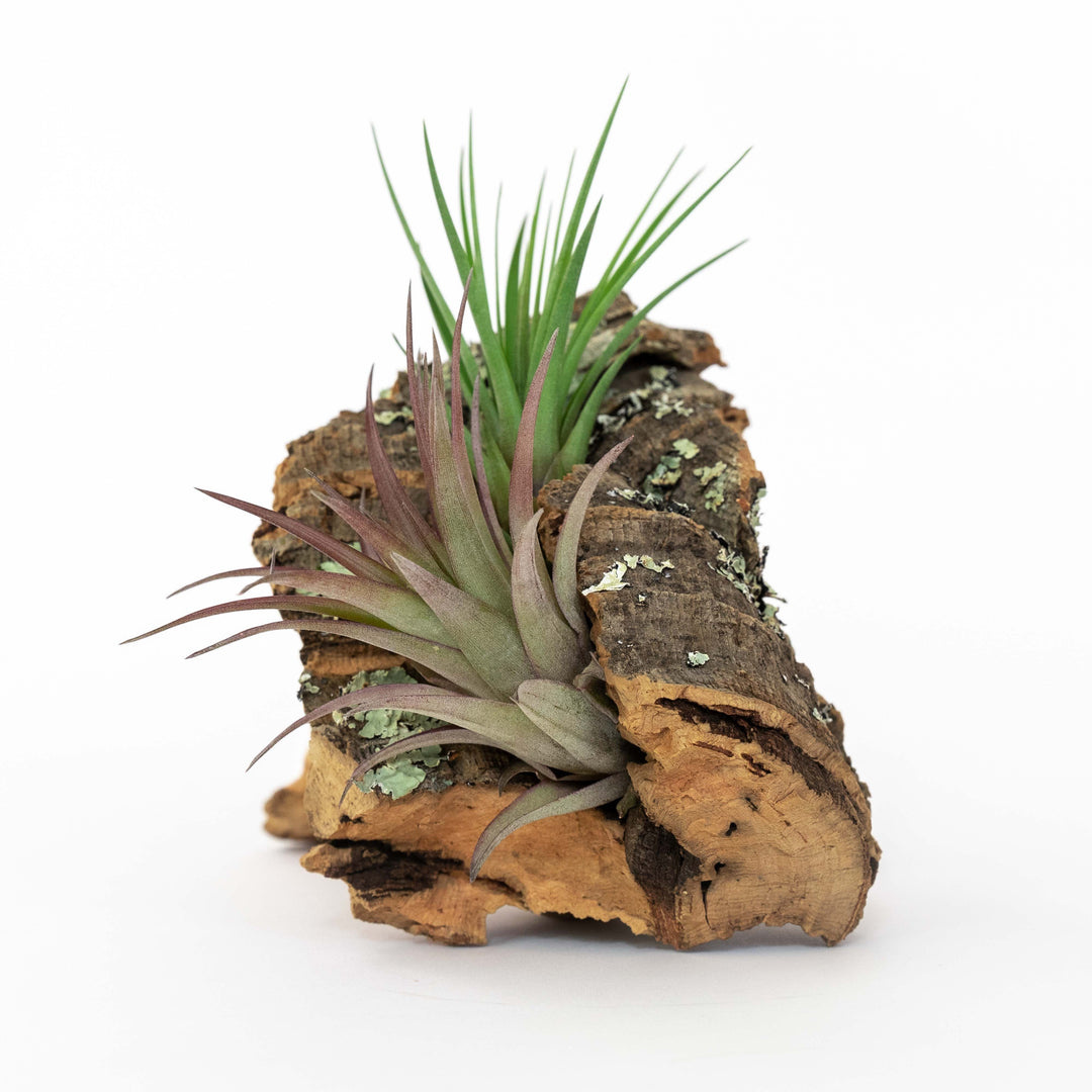 small cork bark display with two assorted tillandsia air plants