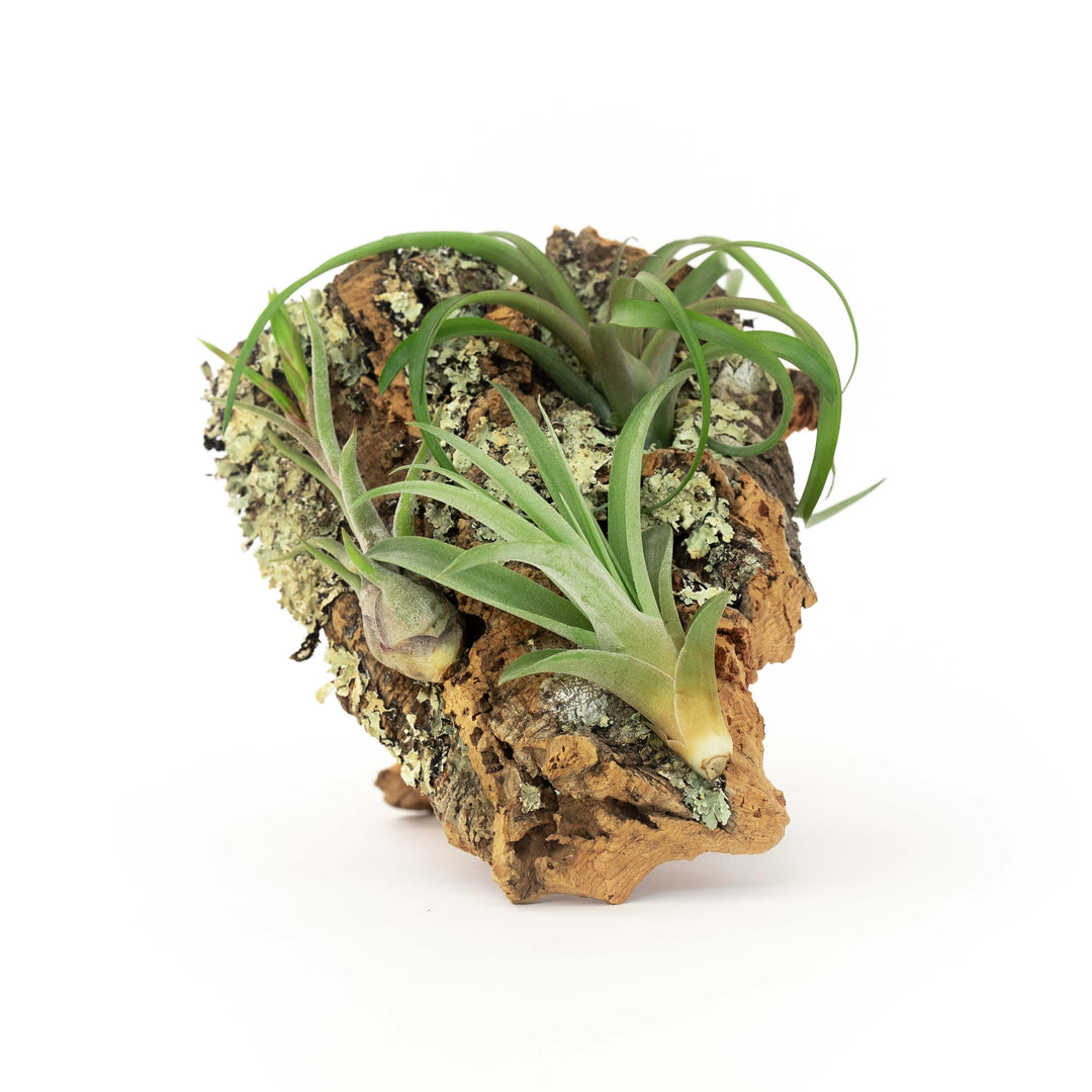 small cork bark display with three assorted tillandsia air plants