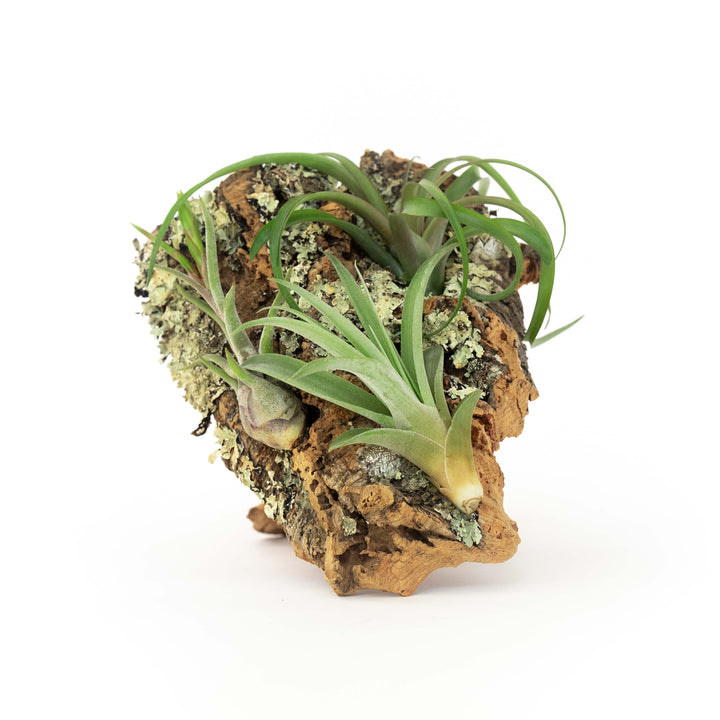 small cork bark display with three assorted tillandsia air plants