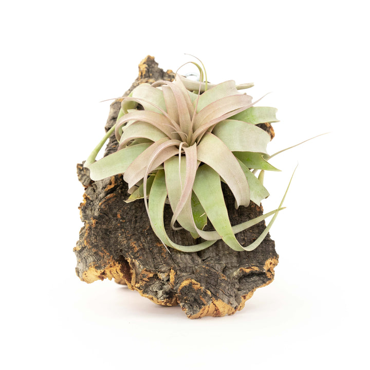 Wholesale Medium Cork Bark Display with Tillandisa Mini Xerographica -  Approximately 7 X 9 Inches