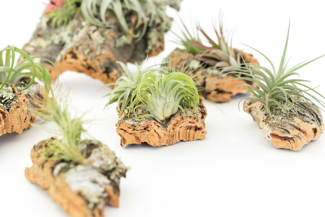 mini cork bark displays with assorted tillandsia air plants