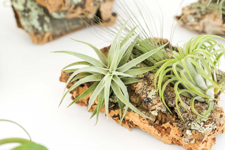 small cork bark display with three assorted tillandsia air plants