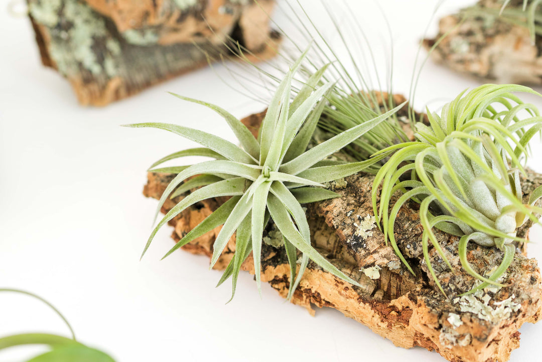 small cork bark display with assorted tillandsia air plants