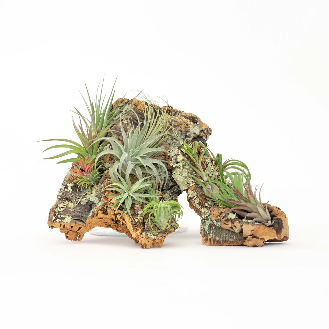 driftwood air plant decor Large Cork Bark Display with 5 Tillandsia Air Plants & Waterproof Glue
