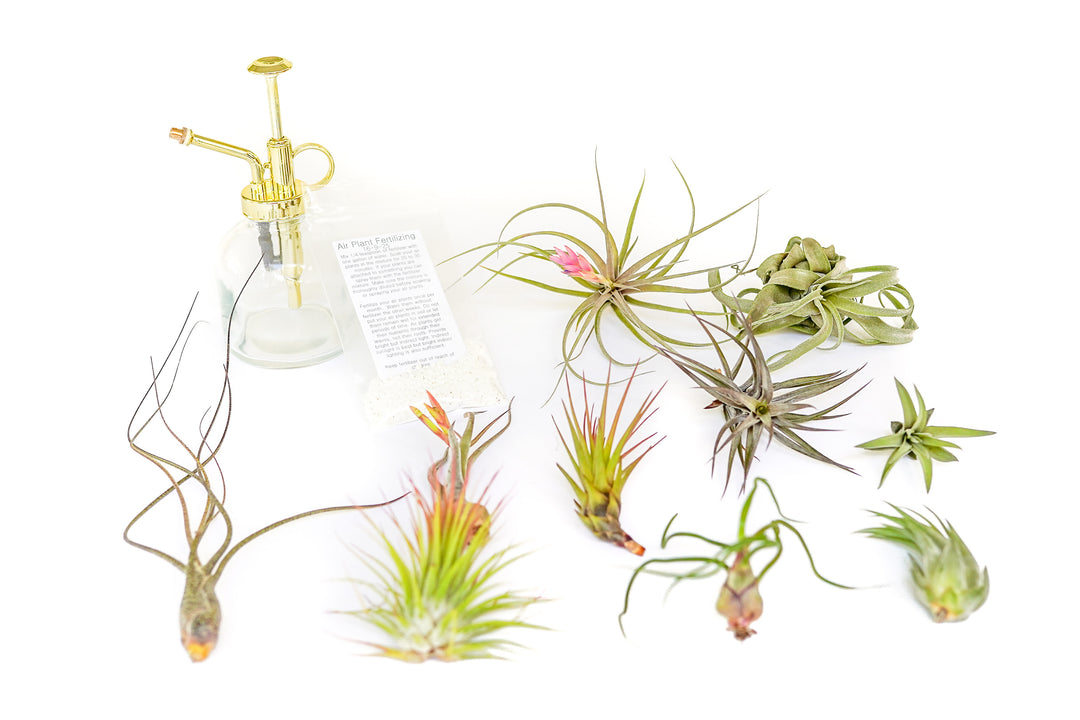 assorted tillandsia air plants, fertilizer and glass mister