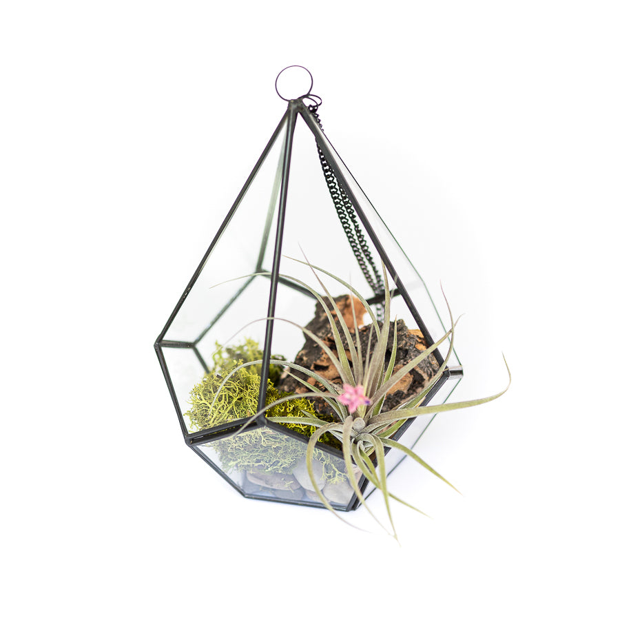black river air plants Glass Diamond Terrarium