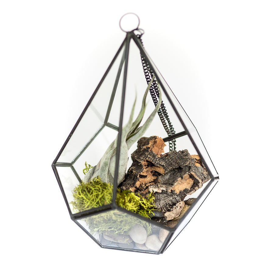 geometric terrarium plants Glass Diamond Terrarium