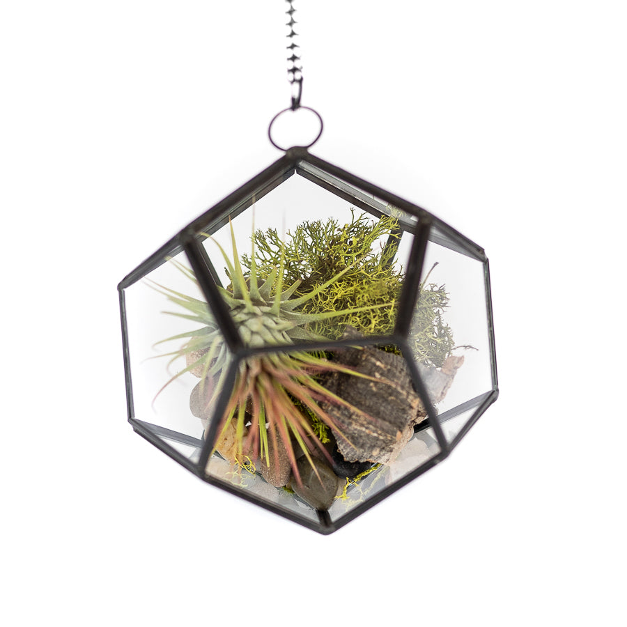 plant terrarium hanging Glass Pentagon Terrarium