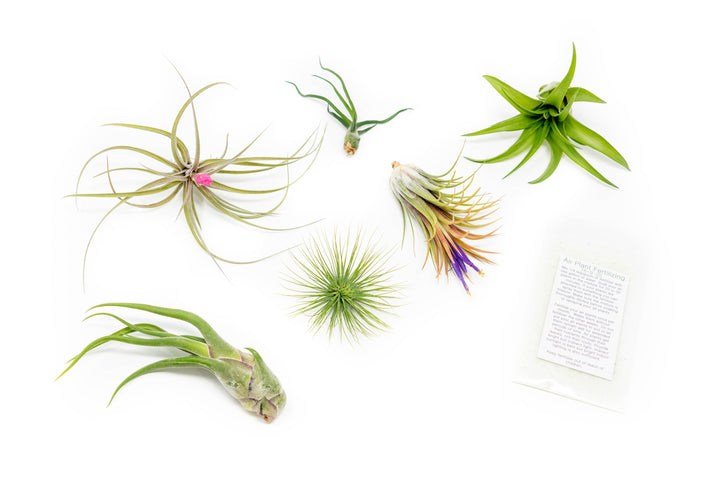 assorted tillandsia air plants and fertilizer concentrate