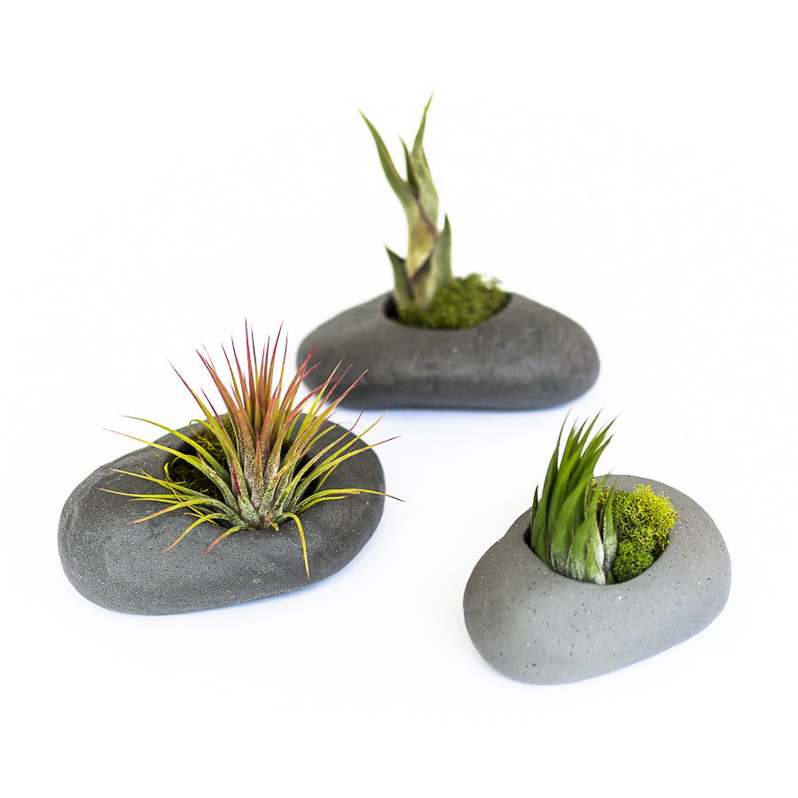Wholesale - Gray Ceramic Stone Air Plant Holder with Assorted Tillandsia Air Plant