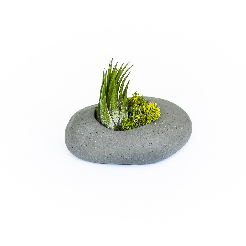 air plant pot holder Gray Ceramic Stone Tillandsia Air Plant Holder
