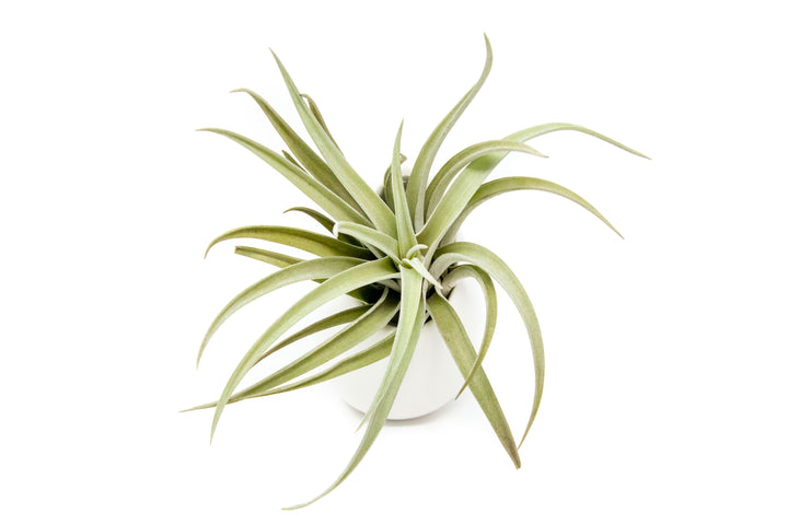 Wholesale - Small Ivory Ceramic Vase with Tillandsia Abdita, Velutina & Harrisii Air Plants