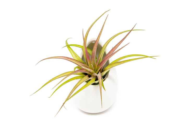 Wholesale - Small Ivory Ceramic Vase with Tillandsia Abdita, Velutina & Harrisii Air Plants