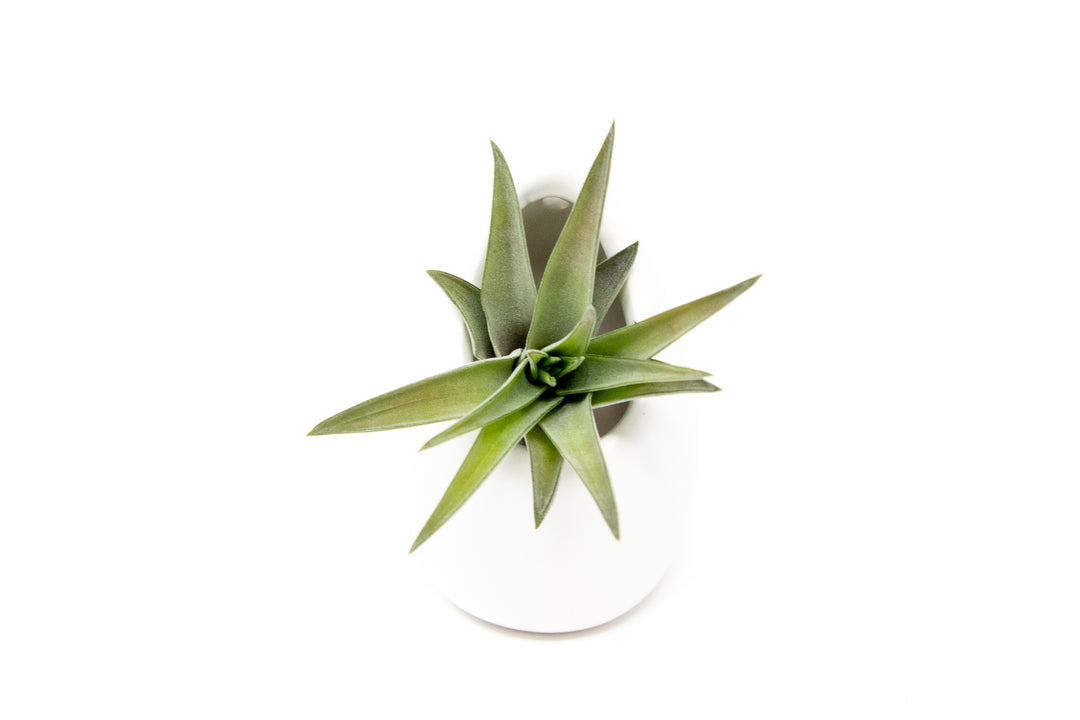small ivory ceramic vase with tillandsia velutina air plant