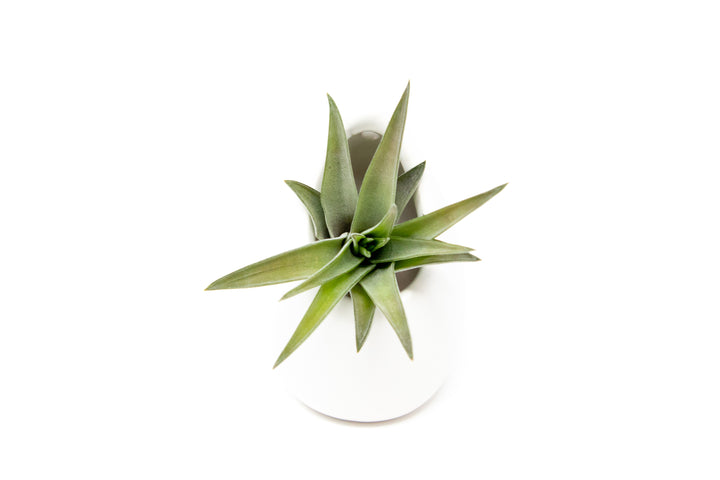 small ivory ceramic vase with tillandsia velutina air plant