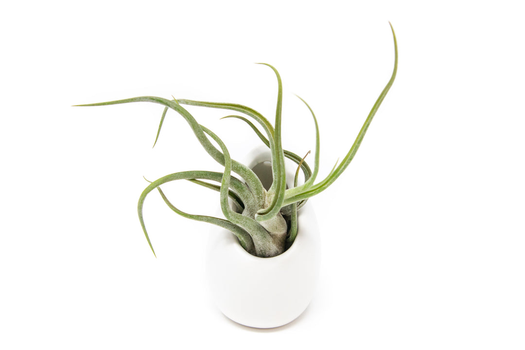 large ivory ceramic vase with tillandsia caput medusae air plant