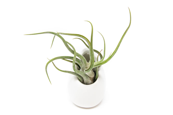 large ivory ceramic vase with tillandsia caput medusae air plant
