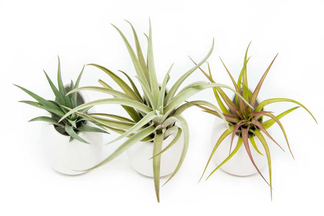 Wholesale - Large Ivory Ceramic Vase with Large Assorted Tillandsia Air Plants