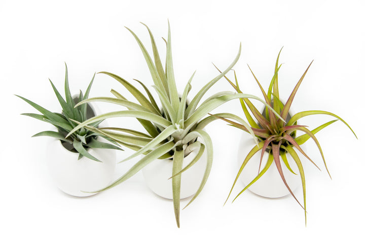 Wholesale - Large Ivory Ceramic Vase with Large Assorted Tillandsia Air Plants