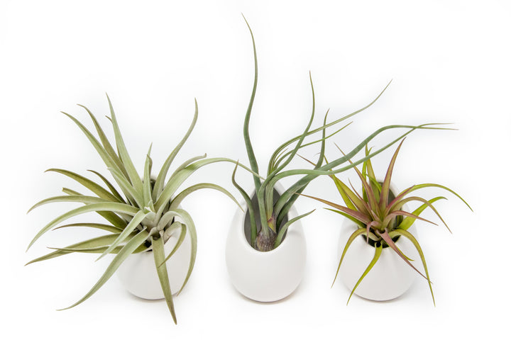 Wholesale - Large Ivory Ceramic Vase with Large Assorted Tillandsia Air Plants
