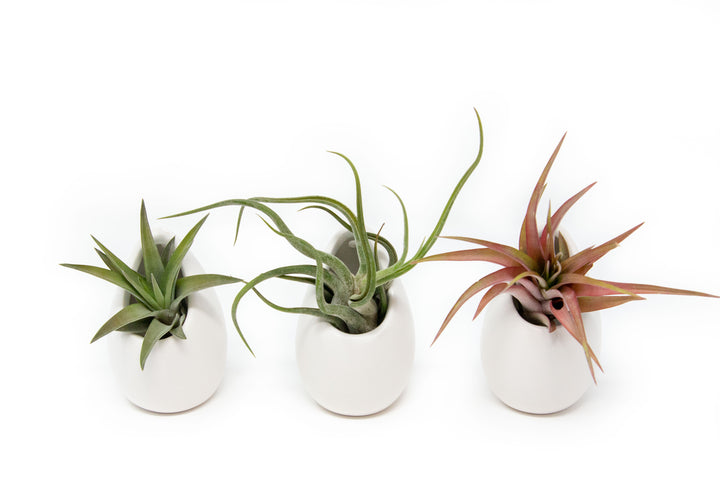 3 small ivory ceramic vases with tillandsia abdita, caput medusae and red abdita air plants