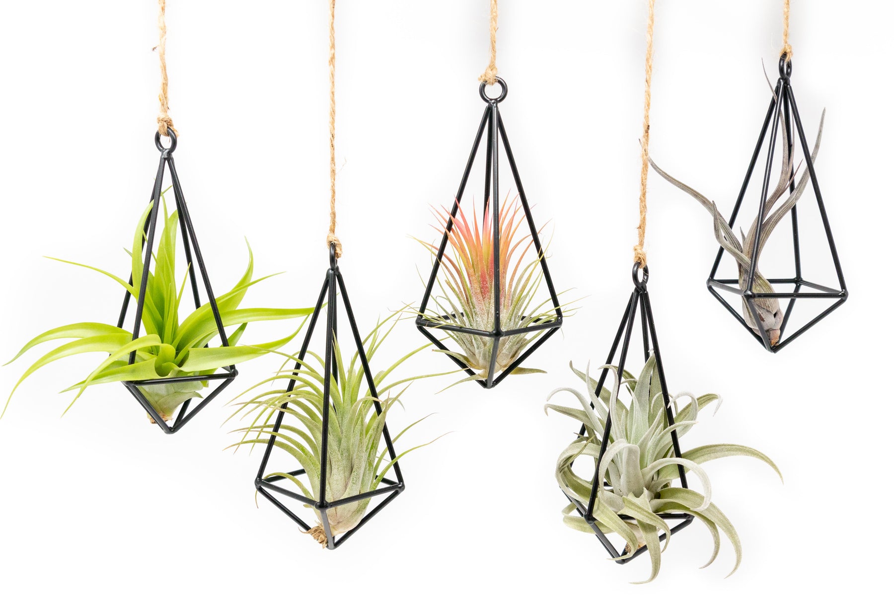 hanging air plant Hanging Metal Pendant with Assorted Tillandsia Air Plants